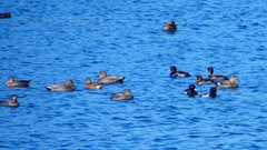 P2320585：カモ類