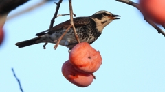 DSCN4709：ツグミ