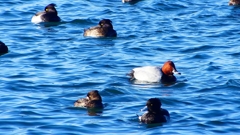 P2380620：ホシハジロ、キンクロハジロ