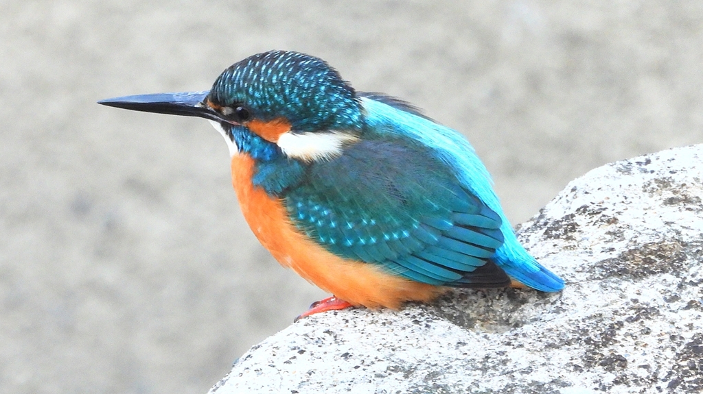 DSCN6387：カワセミ（オス）