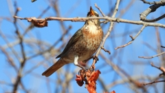 DSCN8775：ハチジョウツグミ