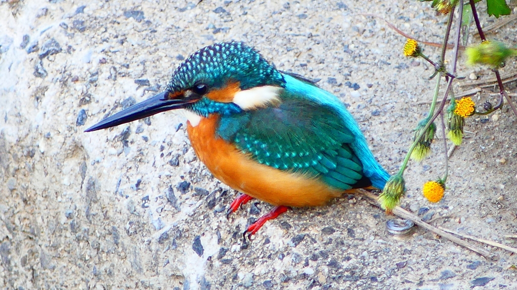 P2410251：カワセミ（オス）