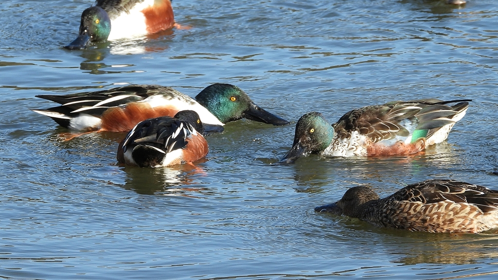 DSCN7008：ハシビロガモ