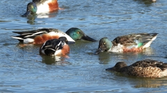 DSCN7008：ハシビロガモ