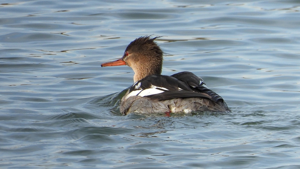 DSCN3235：ウミアイサ（オス）