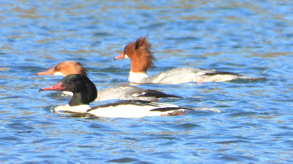 DSCN5782：カワアイサ