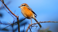 P2360614：モズ（オス）