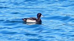 P2320743：キンクロハジロ（オス）