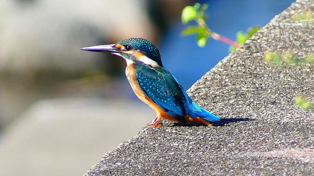 P2270328：カワセミ（オス）