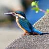 P2270328：カワセミ（オス）