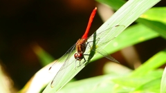 P2250750：マユタテアカネ（オス）