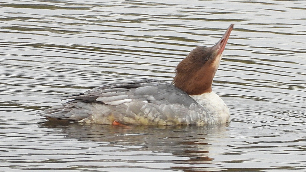 DSCN3498：カワアイサ（メス）