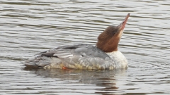 DSCN3498：カワアイサ（メス）