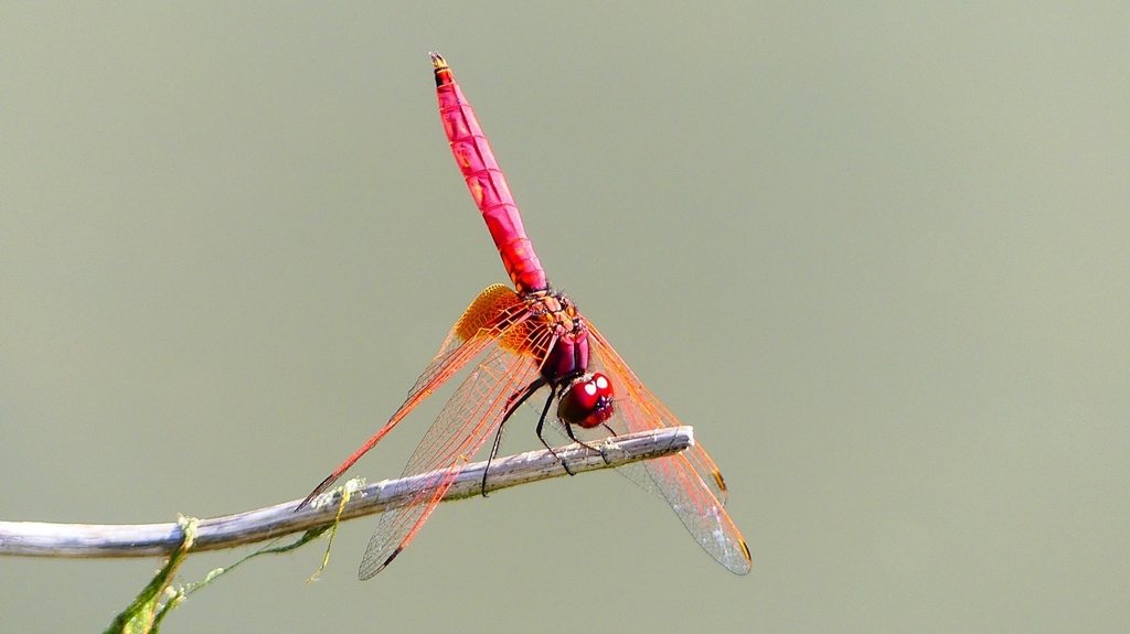 P2300723：ベニトンボ（オス）