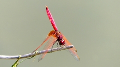 P2300723：ベニトンボ（オス）