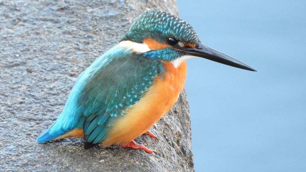 DSCN5653：カワセミ（オス）