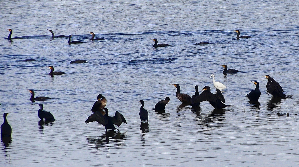 P2360818：カワウ他