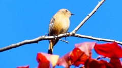 P2400471：ジョウビタキ（メス）