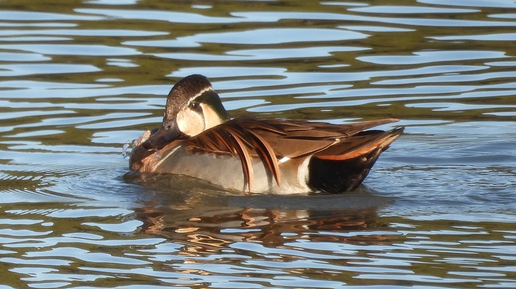 DSCN7828：トモエガモ（オス）