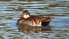 DSCN7828：トモエガモ（オス）