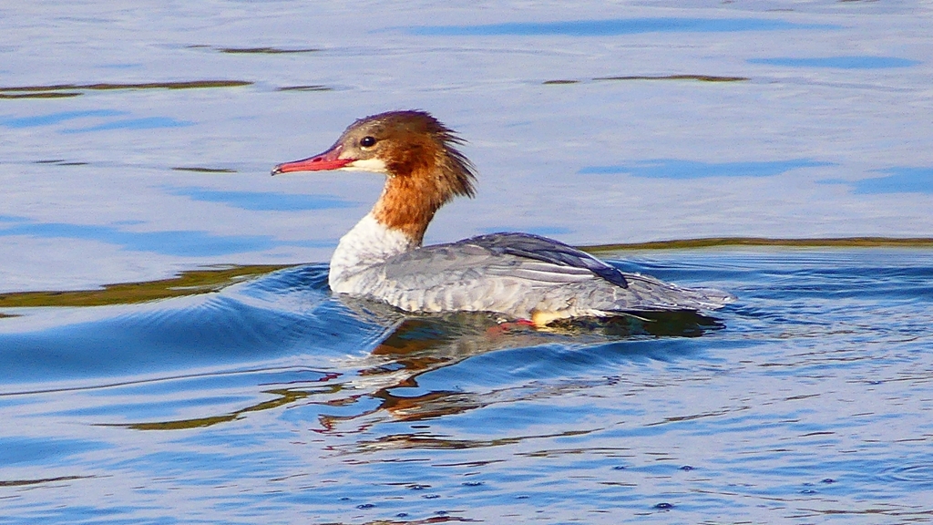 P2390176：カワアイサ（メス）