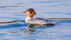 P2390176：カワアイサ（メス）