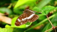 P2260288：アサマイチモンジ