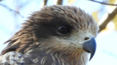 DSCN1379：トビ（顔アップ）