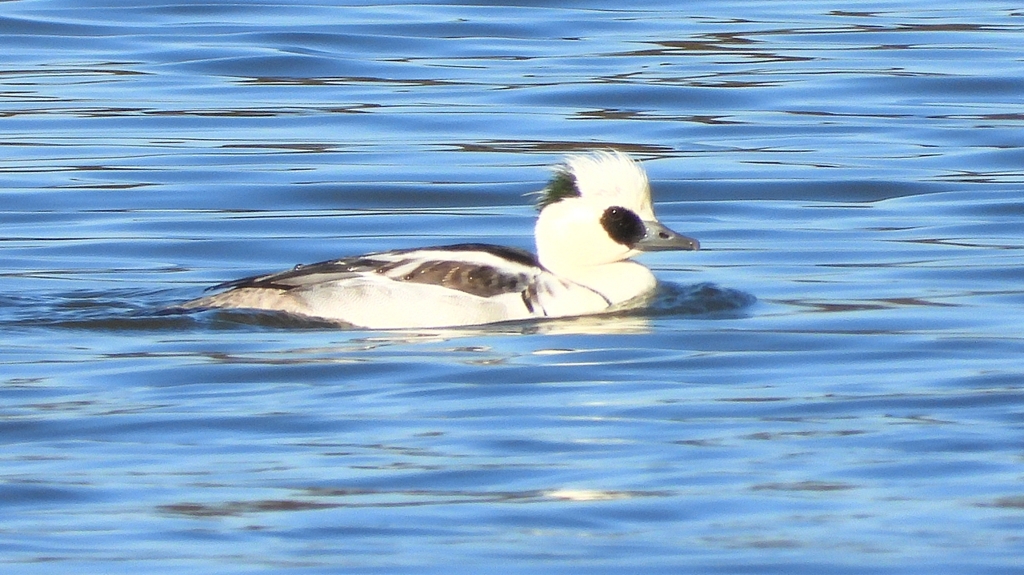 DSCN7065：ミコアイサ（オス）