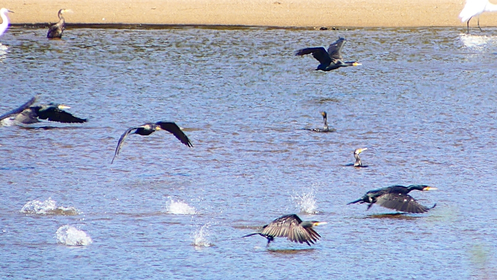 P2330283：カワウの狩り