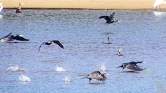 P2330283：カワウの狩り