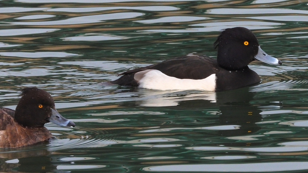 DSCN7172：キンクロハジロ