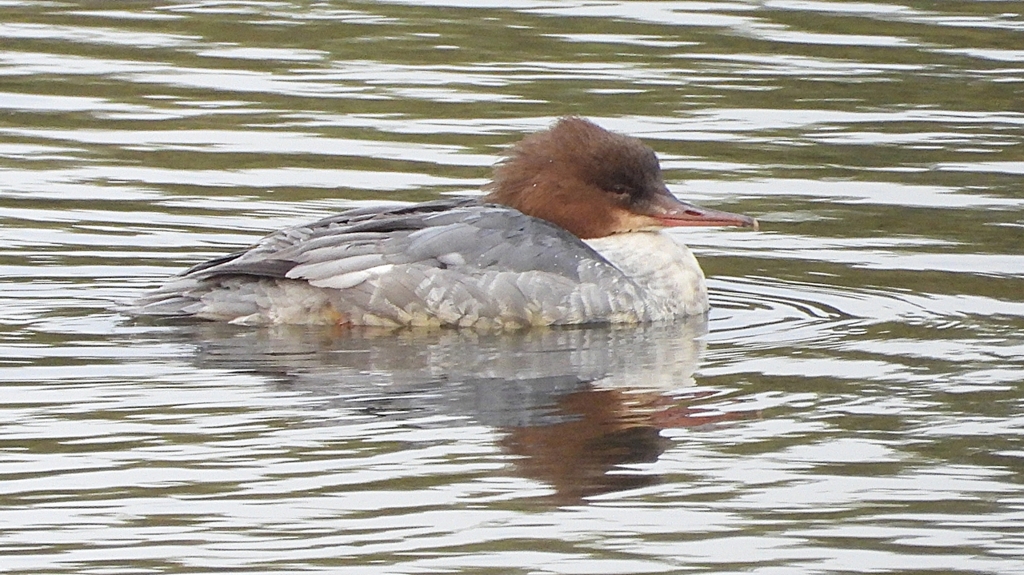 DSCN3509：カワアイサ（メス）