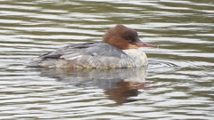 DSCN3509：カワアイサ（メス）