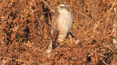 DSCN5439：ハイタカ