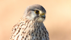 DSCN6719：チョウゲンボウ