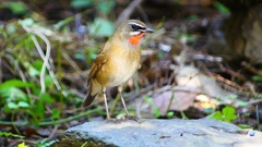 P2310024：ノゴマ（オス）