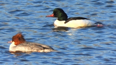 DSCN6378：カワアイサ