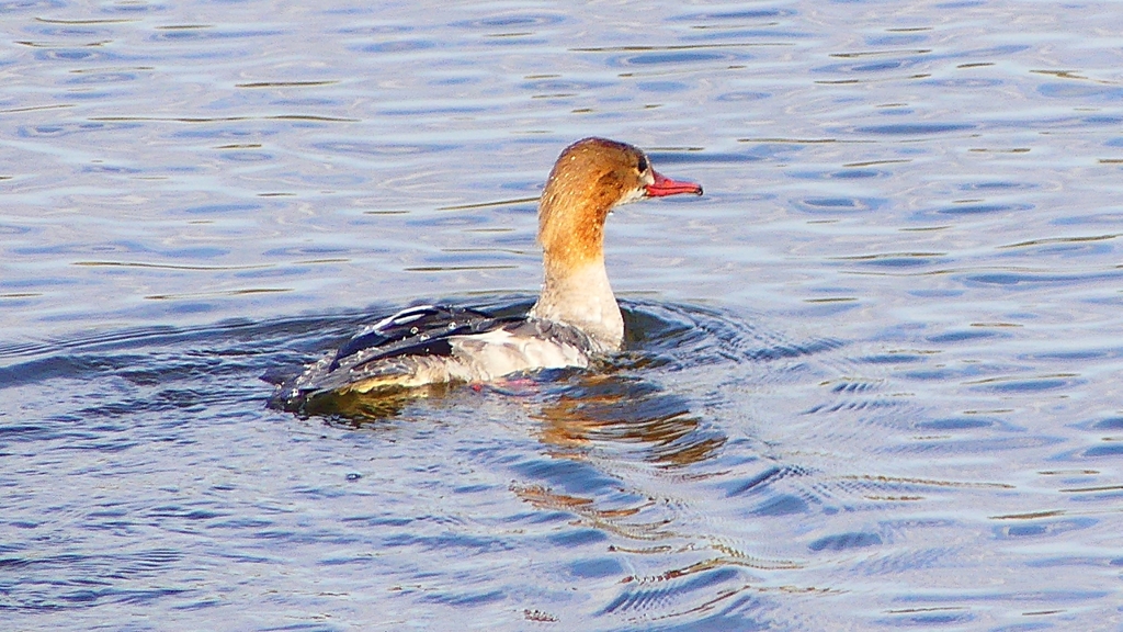 P2410291：カワアイサ