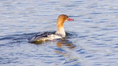 P2410291：カワアイサ