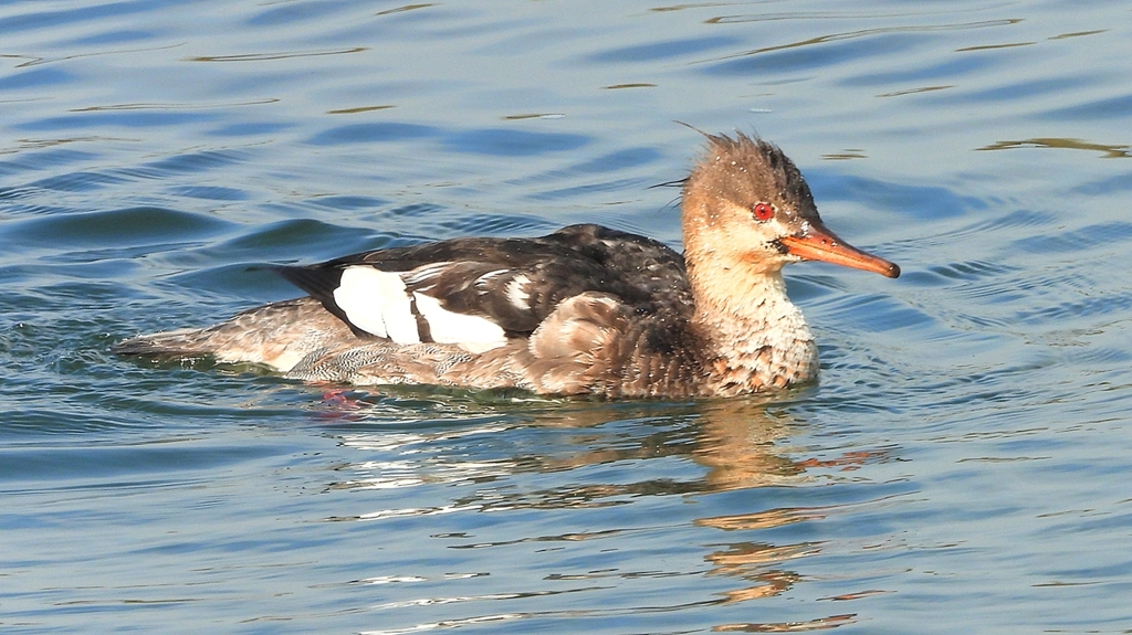 DSCN4576：ウミアイサ（オス）