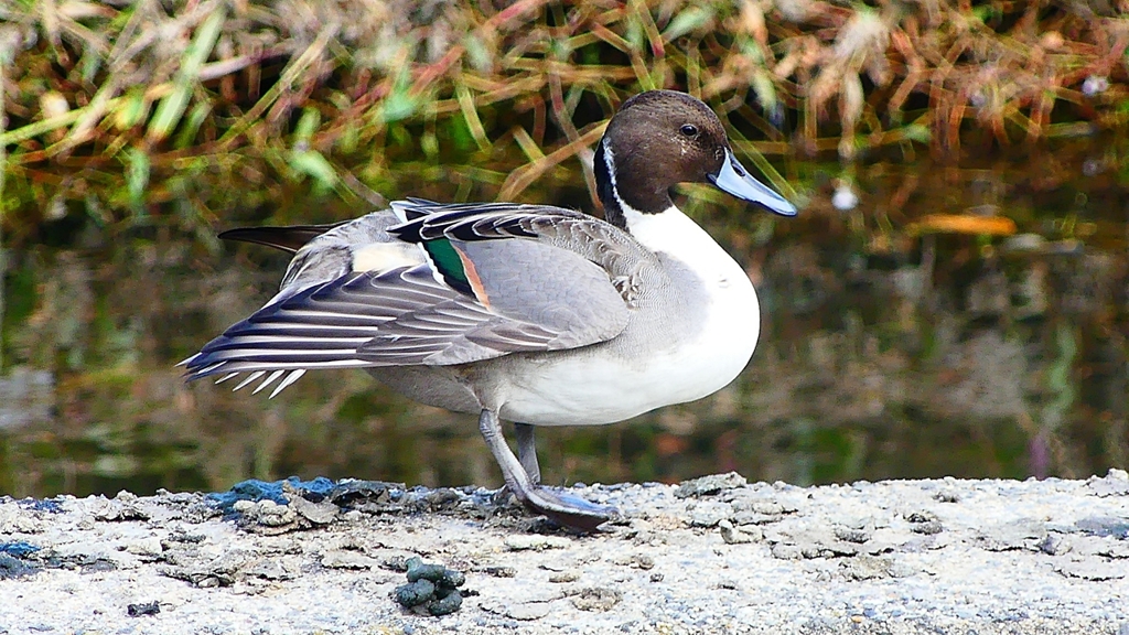 P2400027：オナガガモ（オス）