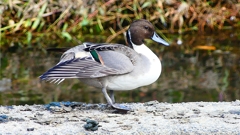 P2400027：オナガガモ（オス）