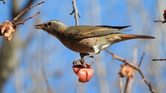 DSCN8901：ハチジョウツグミ