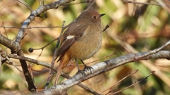 DSCN8147：ジョウビタキ（メス）