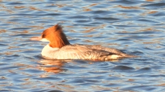 DSCN6380：カワアイサ