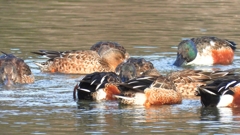 DSCN6082：ハシビロガモ