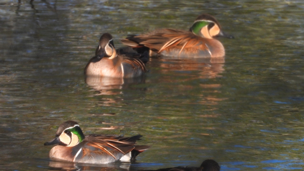 DSCN7891：トモエガモ（オス）