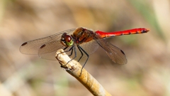 P2330499：アキアカネ（オス）