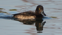 DSCN2865：キンクロハジロ（メス）